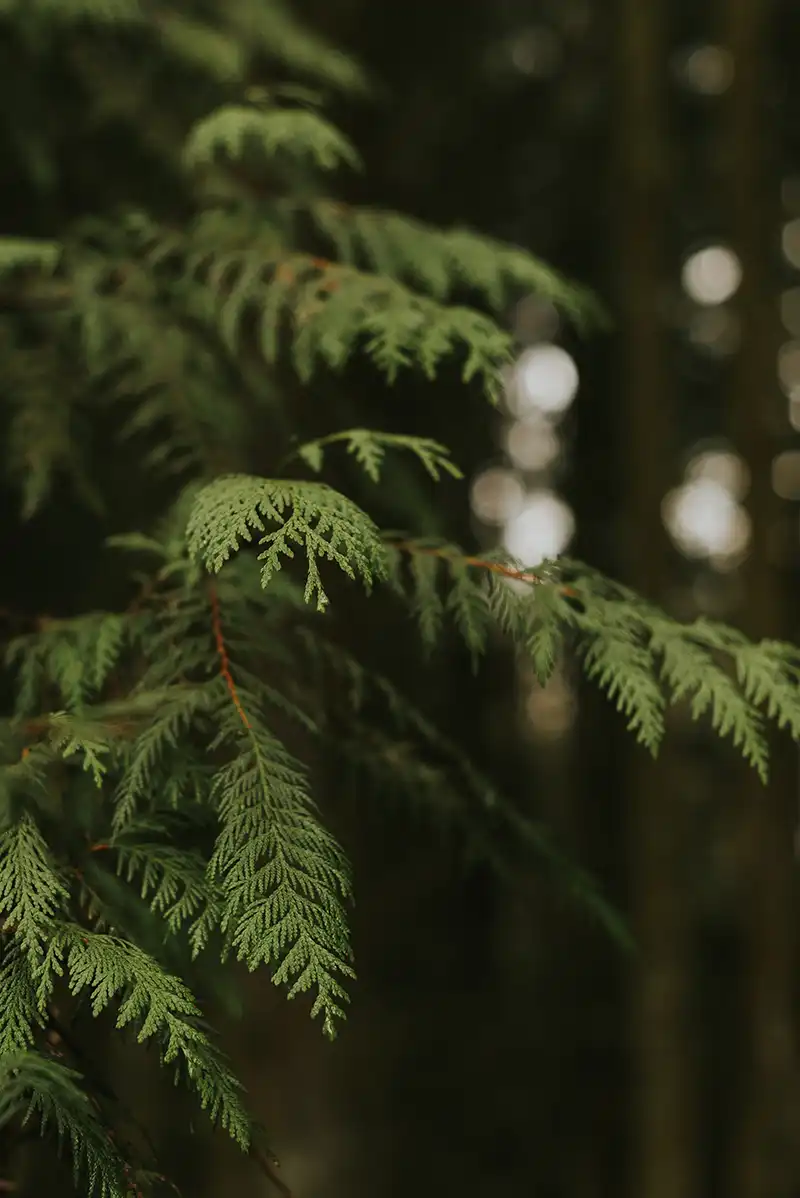 leaves